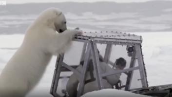 Un oso polar hambriento intenta entrar repetidamente en la caja reforzada que protege a un cineasta de la BBC