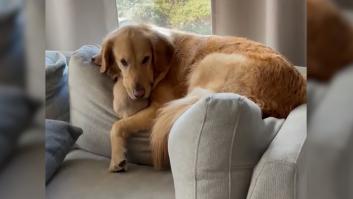 Una mujer pierde a su perro salchicha y los corazones quedan cautivados al enfocar a su Golden Retriever