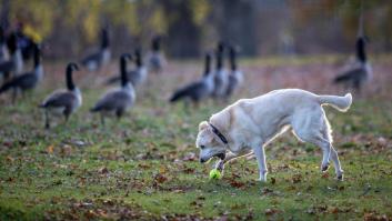 Una organización de bienestar animal pide poner una pelota de tenis o pingpong en invierno en estas zonas del jardín