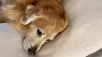 La enternecedora reacción de este Golden Retriever cada vez que su dueño le acerca un cojín