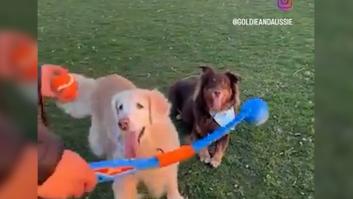 La Golden Retriever ancianita todavía quiere jugar a coger la pelota y su cara de orgullo al lograrlo derrite corazones