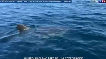 Un pescador revoluciona a un observatorio al captar un enorme tiburón blanco en el Mediterráneo: "No sabemos qué hacía ahí"