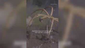 Descubren una araña en las profundidades del océano con un secreto aterrador