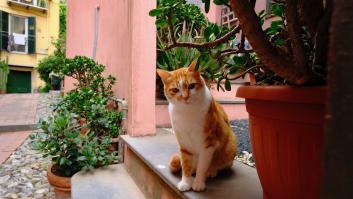 La razón por la que tu gato sabe volver a casa solo, pero olvida otras muchas cosas