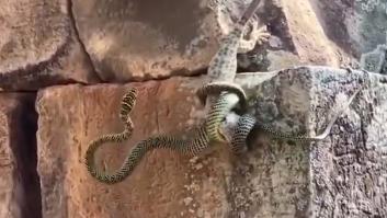 La lucha de un lagarto para salvar a su hermano después de que una serpiente lo atrapara