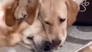 Un pequeño cachorro de Golden Retriever intenta proteger a su hermana mayor cuando cree que está en peligro y su reacción final encoge el corazón