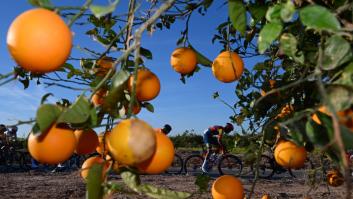 Sentencia de muerte a la naranja y limón españoles