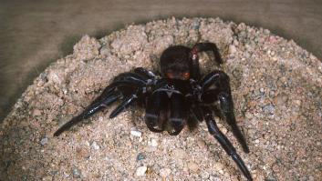 Los científicos piden a los ciudadanos que se la jueguen y recojan la araña más mortífera para el ser humano