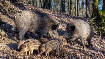 Indignación ante la masacre contra 22 jabalíes en Asturias