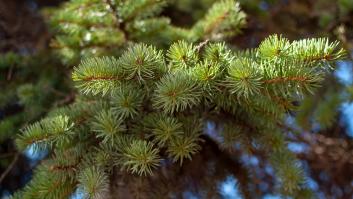 Orden inmediata para salvar el árbol de Navidad más raro del mundo