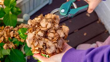 Las hortensias de tu jardín piden esta ayuda en febrero para tener una vida larga y fuerte