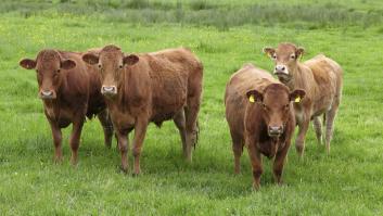 Por qué las vacas son sagradas en India