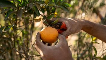 Francia tira por tierra la mandarina española