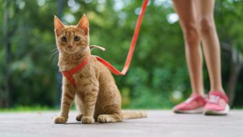 Un veterinario desmonta uno de los mitos más extendidos sobre los gatos