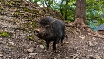 Relacionan al animal salvaje que campa a sus anchas por España a problemas de salud pública mundial: “Puede transmitirse a los bebés”