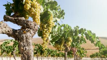 Piden arrancar el viñedo español que da el vino más caro del mundo