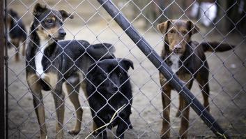 Ni a los 5 ni a los 14 años: un estudio sentencia cuándo un perro es considerado viejo