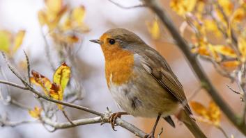 Una ONG animalista alerta de los pesticidas en la comida para pájaros