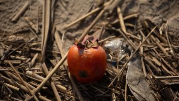 Frenazo en España de la fruta de la longevidad