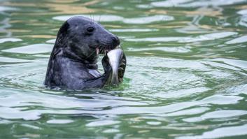 Arranca el plan para encontrar y salvar a la foca estrangulada poco a poco con un hilo de nailon