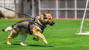 Un perro policía retirado realiza un heroico rescate durante su primer paseo después de una operación