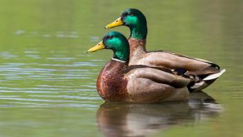 Zaragoza se ahoga con sus patos domésticos