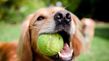 Cuatro razas de perros superan por sorpresa al Golden Retriever en el ranking de mejores razas para familias