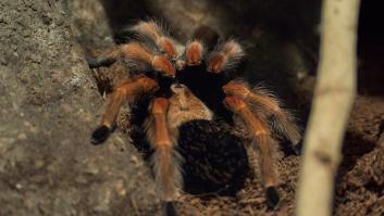 Los científicos se asombran ante la nueva especie de araña gigantesca descubierta en la isla 'más española'