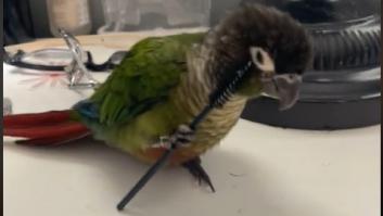 Lo que hace este pequeño pajarito imitando a su dueña se lleva más de 8 millones de 'me gusta'