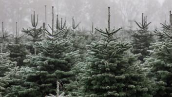 Este parque de Castellón se convierte en un bosque encantado en Navidad