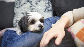 La desconocida petición que los perros lanzan con el gesto de meter la cabeza entre las piernas del dueño