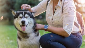 Adiós a los cepillos para perros: el producto que limpia fácilmente el pelo muerto de tu mascota que arrasa en Amazon