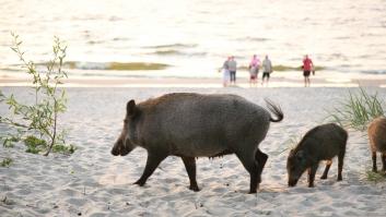 Sorpresa entre extranjeros por los jabalíes que paseaban por una conocida playa española