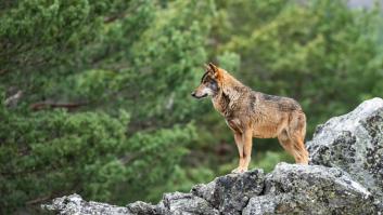 Ataque sin precedentes al lobo español