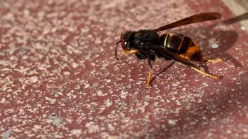 Detectan un peligroso nido de la avispa gigante invasora en esta ciudad española y activan una impactante operación