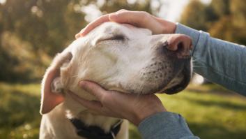 Esta es la edad a la que los perros se vuelven viejos, según un estudio