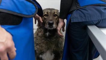 Una guía enseña lo que debes hacer con tus mascotas en caso de ataque nuclear