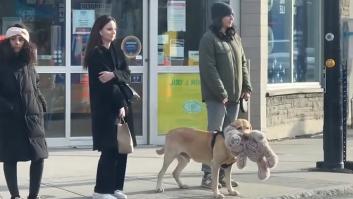 El Golden Retriever sale a pasear y enternece al corazón más frío por lo que lleva en la boca