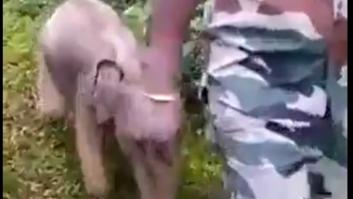 El reencuentro más dulce en la selva tras reunir a una cría de elefante con su familia