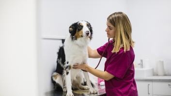 La odisea de la dueña de una perra enferma a la hora de conseguir medicinas con la nueva ley veterinaria