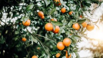 El socio europeo que pasa de las naranjas turca y egipcias y se mantiene fiel a España