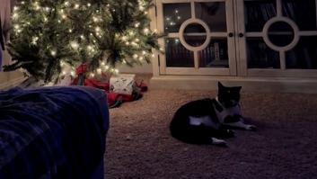 Se relajan con el gato junto al árbol de Navidad hasta que se dan cuenta de que algo no va bien