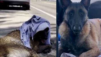 Una protectora actúa de inmediato al ver un perro pastor tirado en la carretera, con una toalla en la cabeza y a 40 grados