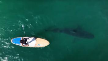 La sorprendente revelación de la convivencia entre tiburones y surfistas en el océano tras un año grabando desde el aire