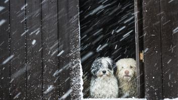 Ni -4 ni -5º: un veterinario revela la temperatura mortal para los perros si los sacas fuera