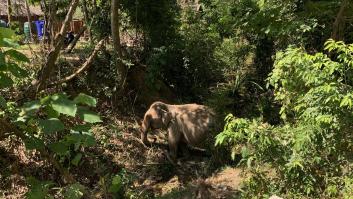 La Policía tailandesa presenta cargos contra el cuidador del elefante que mató a una española