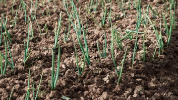 El asesino del colesterol se esconde en el alimento de España que se produce en cientos de toneladas