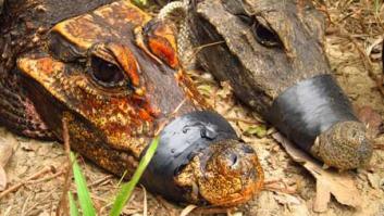 Viven en cuevas y son de color naranja: unos cocodrilos enanos están en proceso de crear una nueva especie misteriosa