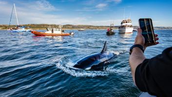 Delfines y orcas superan el punto evolutivo de no retorno para volver a vivir en tierra firme