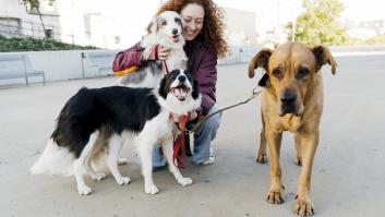 Este veterinario revela los tipos de personas que los perros odian: "Por eso les ladran"